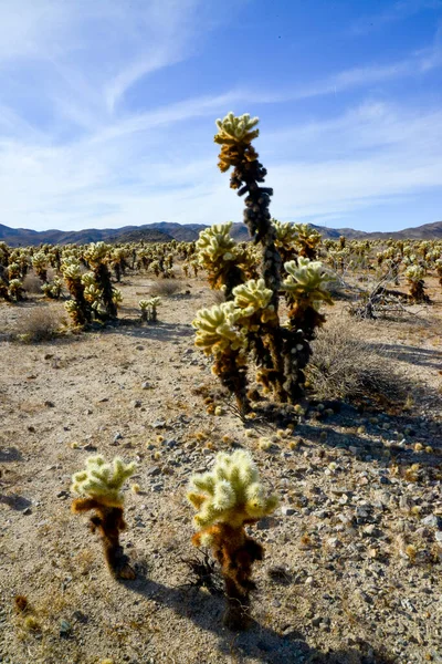 Teddy Bear Cholla Cylindropuntia Bigelovii Cholla Cactus Garden Joshua Tree — Photo