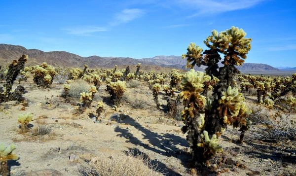 Teddy Bear Cholla Cylindropuntia Bigelovii Сад Кактусов Чолла Национальном Парке — стоковое фото