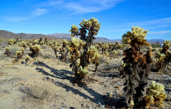 Αρκουδάκι Χολή Cylindropuntia Bigelovii Τσόλα Κάκτους Γκάρντεν Στο Εθνικό Πάρκο — Φωτογραφία Αρχείου