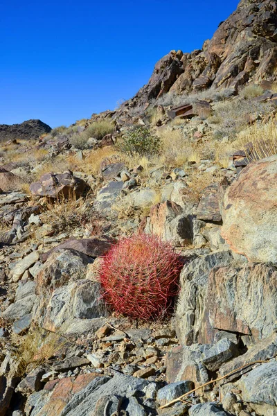 Desert Mountain Landscape Cacti Desert Barrel Cactus Ferocactus Cylindraceus Joshua — Φωτογραφία Αρχείου