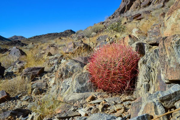 Desert mountain landscape with cacti. Desert barrel cactus Ferocactus cylindraceus, Joshua Tree National Park, south California