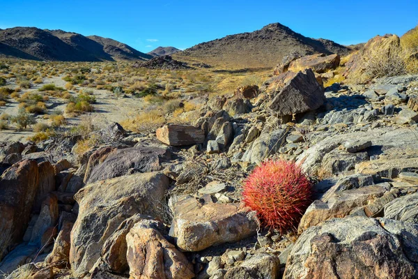 Desert Mountain Landscape Cacti Desert Barrel Cactus Ferocactus Cylindraceus Joshua — Photo