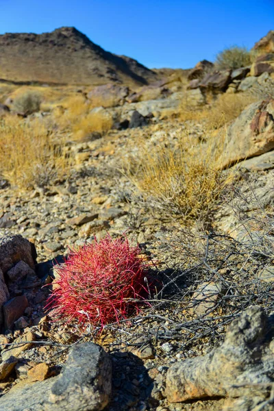 Kaktüslü çöl manzarası. Çöl fıçısı kaktüsü Ferocactus silindirius, Joshua Tree Ulusal Parkı, Güney Kaliforniya