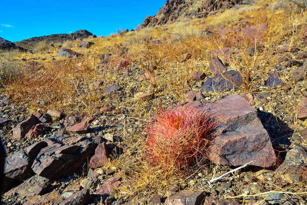 Desert Mountain Landscape Cacti Desert Barrel Cactus Ferocactus Cylindraceus Joshua — Stock Photo, Image