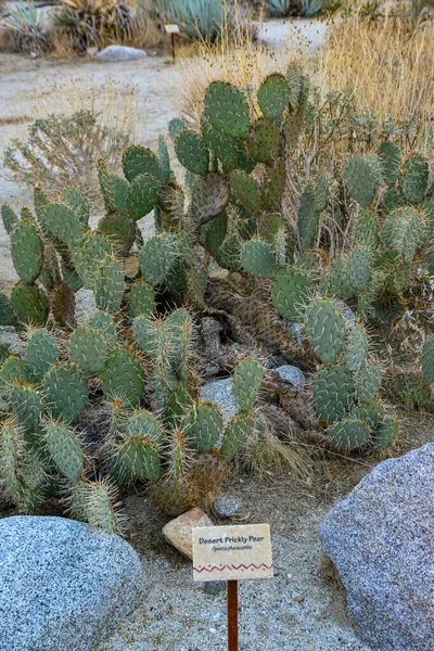 California Usa November 2019 Sign Name Succulent Plant Cactus Park — 图库照片