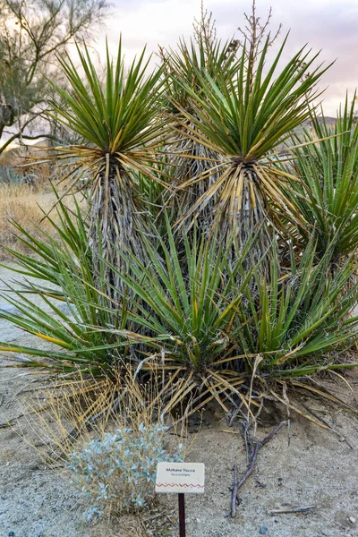 California Usa November 2019 Sign Name Succulent Plant Cactus Park — стокове фото