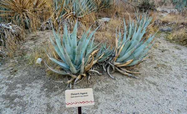 California Usa November 2019 Sign Name Succulent Plant Cactus Park — Φωτογραφία Αρχείου