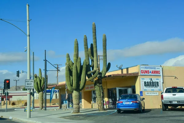 California Usa November 2019 Giant Carnegia Cacti Roadside Shop California — Φωτογραφία Αρχείου