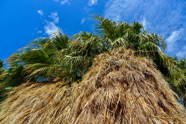 Φοίνικες Αυξάνονται Στην Έρημο Στο Thousand Palms Oasis Κοντά Coachella — Φωτογραφία Αρχείου