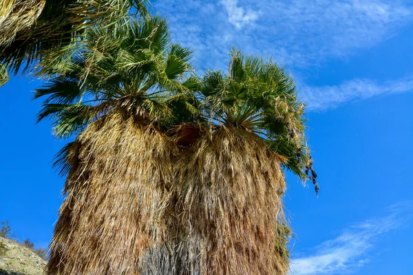 Palm Trees Rise Desert Thousand Palms Oasis Coachella Valley Preserve — Stock Photo, Image