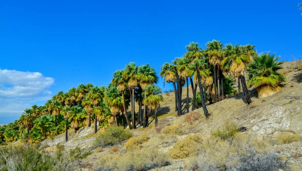 Les Palmiers Dressent Dans Désert Oasis Des Mille Palmiers Près — Photo