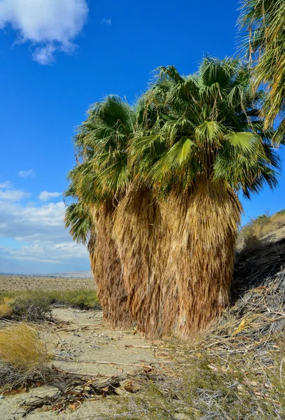 Palm Trees Rise Desert Thousand Palms Oasis Coachella Valley Preserve — Stock Photo, Image