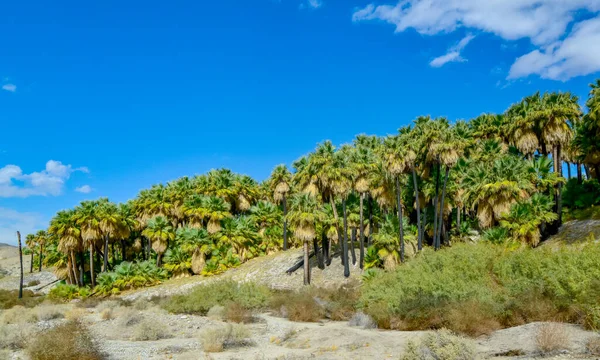 Les Palmiers Dressent Dans Désert Oasis Des Mille Palmiers Près — Photo