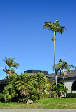 CALIFORNIA, USA - NOVEMBER 29, 2019: palm trees in the interior of a house in a small town, California