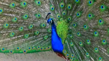 Hint (veya mavi) tavus kuşu (Pavo cristatus), dişilere açık tüylü kuyruğunu gösterir