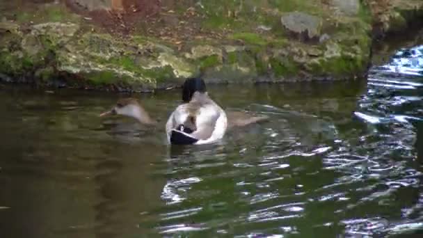 Male Female Mallards Anas Platyrhynchos Swimming Small Lake — Video