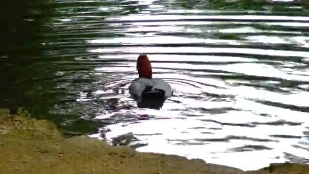 Common Pochard Aythya Ferina Medium Sized Diving Duck — стоковое видео