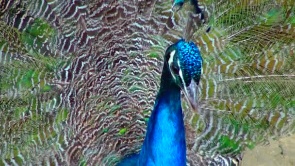 Indian Blue Peafowl Peacock Pavo Cristatus Shows Females His Open — 图库视频影像