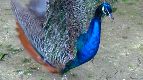 Indian Blue Peafowl Peacock Pavo Cristatus Shows Female His Open — Stockvideo