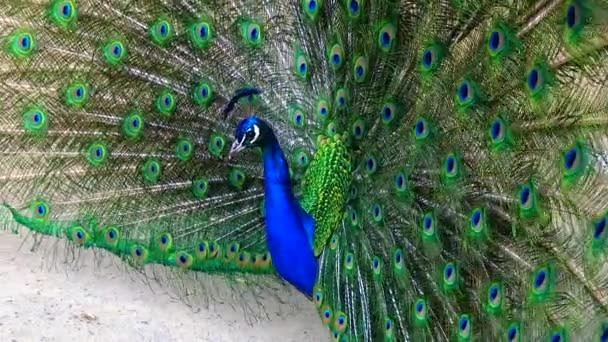 Indian Blue Peafowl Peacock Pavo Cristatus Shows Females His Open — Stockvideo