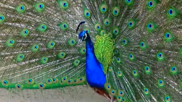 Indian Blue Peafowl Peacock Pavo Cristatus Shows Females His Open — Stock videók