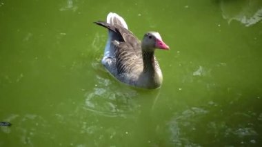 Gri bir kaz göl boyunca yüzer; sudaki yansıma, Ukrayna