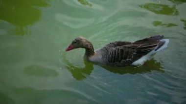 Gri bir kaz göl boyunca yüzer; sudaki yansıma, Ukrayna