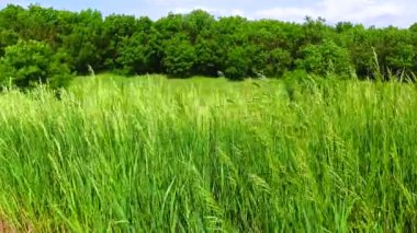 Kırmızılar ve vahşi tahıllar rüzgarda sallanıyor.