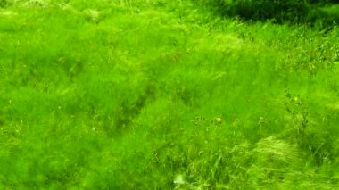 Kırmızılar ve vahşi tahıllar rüzgarda sallanıyor.