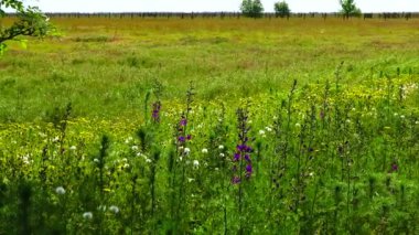 Kırıklar ve yabani çiçekler rüzgarda sallanıyor.