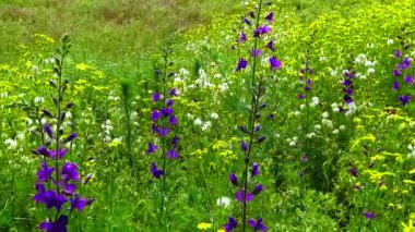 Kırıklar ve yabani çiçekler rüzgarda sallanıyor.