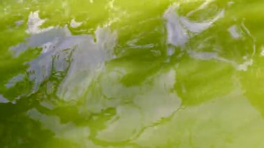 Ağaçlar (Glare yeşil su yansıması)