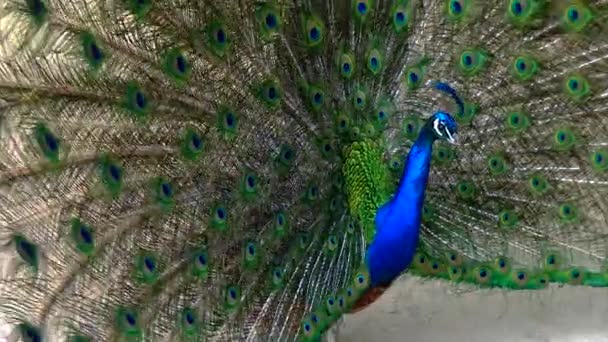 Indian Blue Peafowl Peacock Pavo Cristatus Shows Females His Open — Stockvideo