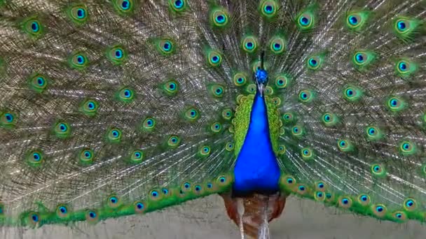 Indian Blue Peafowl Peacock Pavo Cristatus Shows Females His Open — Stockvideo