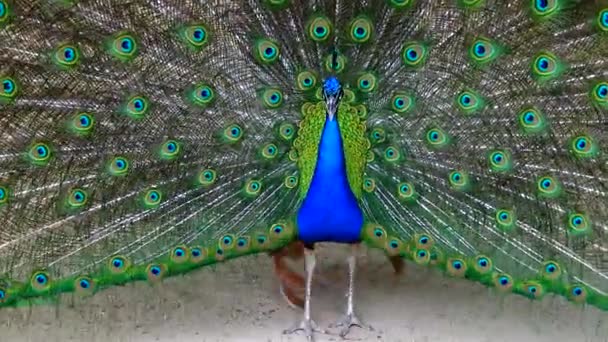 Indian Blue Peafowl Peacock Pavo Cristatus Shows Females His Open — Stockvideo