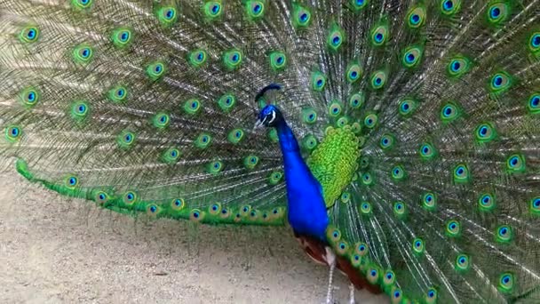 Indian Blue Peafowl Peacock Pavo Cristatus Shows Females His Open — Wideo stockowe