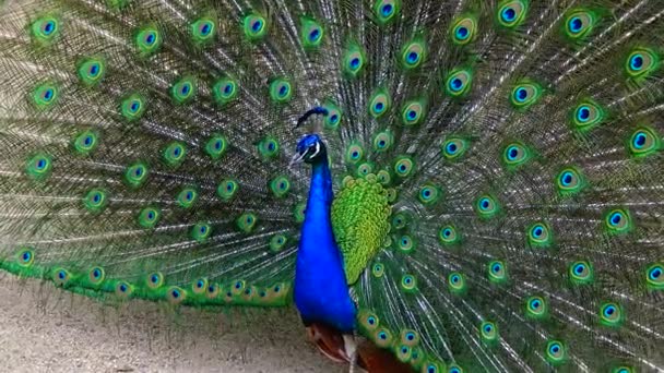 Indian Blue Peafowl Peacock Pavo Cristatus Shows Females His Open — Stockvideo