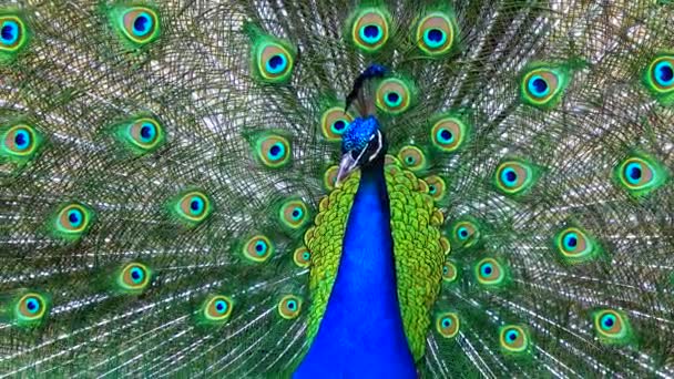 Indian Blue Peafowl Peacock Pavo Cristatus Shows Females His Open — Stockvideo