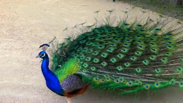 Indian Blue Peafowl Peacock Pavo Cristatus Shows Females His Open — Stock Video