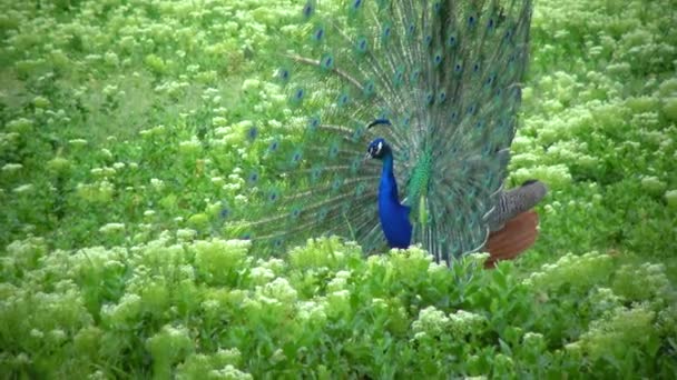Indian Blue Peafowl Peacock Pavo Cristatus Shows Females His Open — 图库视频影像