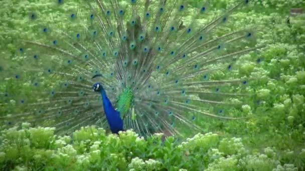 Indian Blue Peafowl Peacock Pavo Cristatus Shows Female His Open — Vídeo de stock