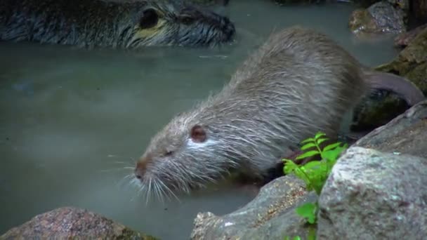 Coypu Myocastor Coypus Nutria Swims Small Lake — Stockvideo