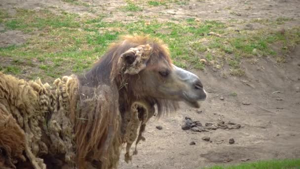 Bactrian Camel Camelus Bactrianus Animal Molts Summer Rests Sun — Αρχείο Βίντεο