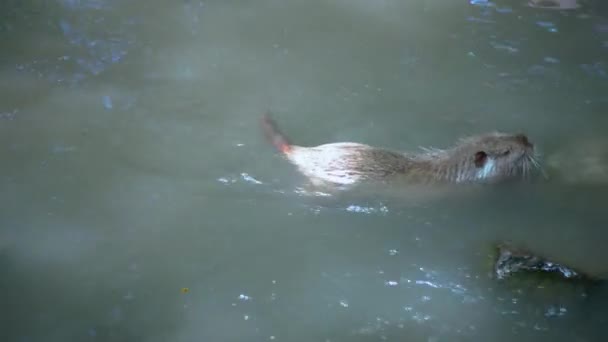 Coypu Myocastor Coypus Nutria Swims Small Lake — Stockvideo