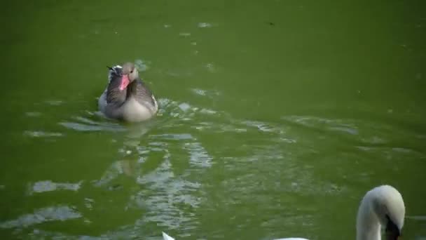 Gray Goose Swims Lake Askania Nova — Video Stock