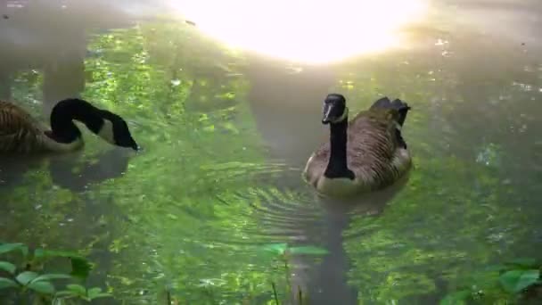 Gray Goose Swims Lake Askania Nova — стоковое видео