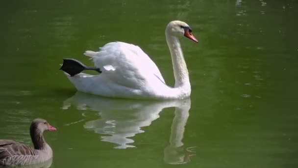 Swan Pływa Wodzie Odbicie Wodzie — Wideo stockowe