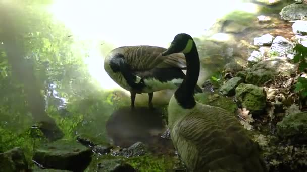 Gray Goose Swims Lake Askania Nova — Stock video