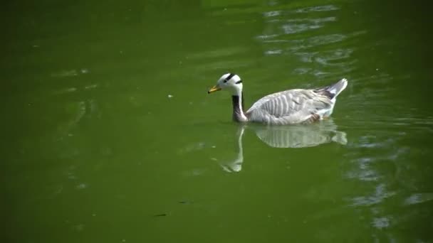Mountain Goose Mallard Wild Duck Anser Indicus Floats Water Reflection — Stock Video