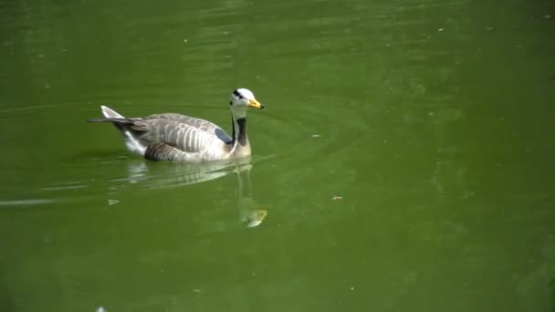 Gray Goose Swims Lake Reflection Water Ukraine — стокове відео